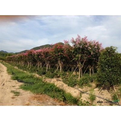 浙江地区红叶石楠基地