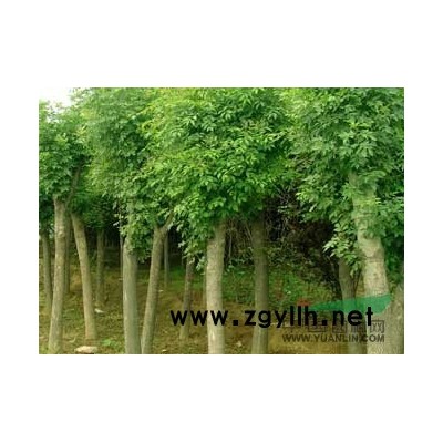 红叶石楠图片\红叶石楠报价