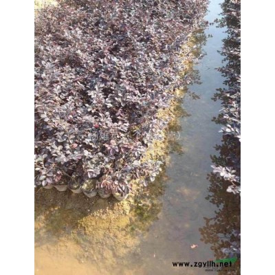 红叶石楠球拍摄 基地常年供应红叶石楠球红叶石楠球清晰的照片