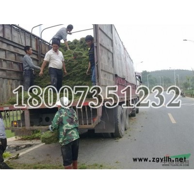 湖南湖南红叶石楠苗