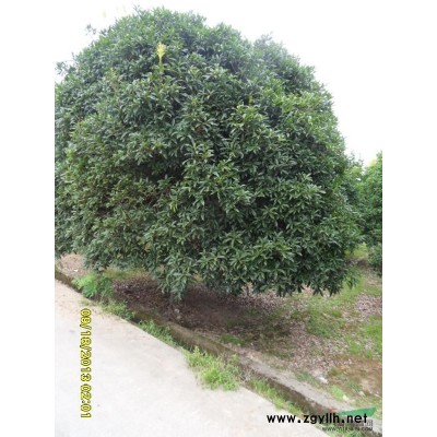 4-5-6-7-8-9公分红叶石楠