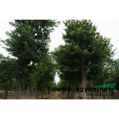 江苏高杆红叶石楠球信息