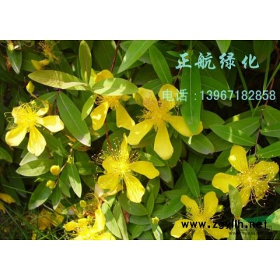 红花继木 红叶小檗 红叶石楠 金紫叶锦带 红叶桃李 长年供应