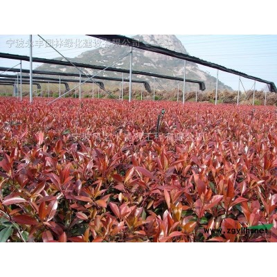 红叶石楠容器苗