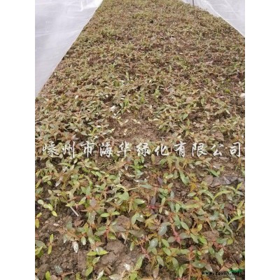 供应红叶石楠小苗