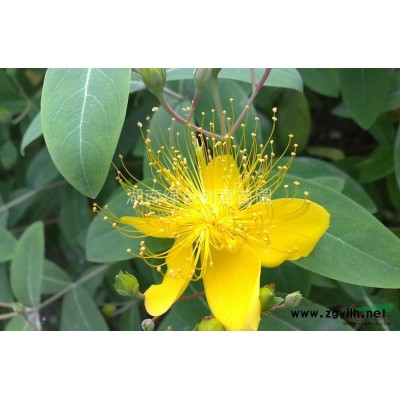 薄利多销20公分左右红叶石楠小苗，胸径2公分以上红叶石楠