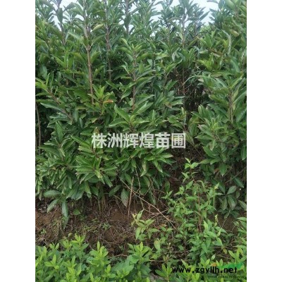 湖南株洲，h80-100-120-150法国冬青