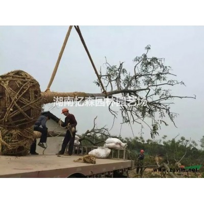 批发法国冬青（珊瑚树）-优质法国冬青小苗-法国冬青基地