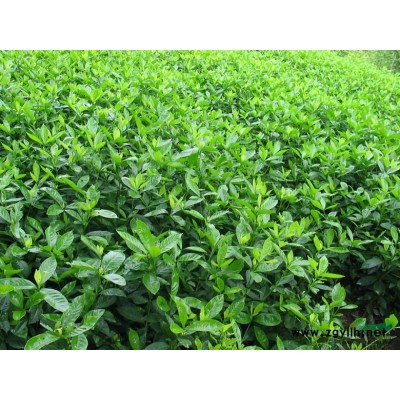 红叶石楠球2图片\红叶石楠球2报价