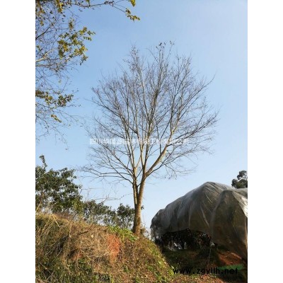 大叶黄杨球、红继木球、红叶石楠球、千层金球、杜鹃球各种灌木球