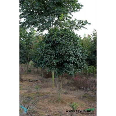 安徽广德瑞丰苗木大量低价供应3－6公分红叶石楠