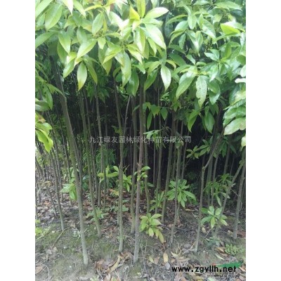 主*”红叶石楠“//规格*、价格低廉、*供应商、供苗优