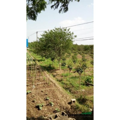 红叶石楠球供应