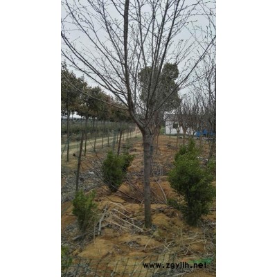 红叶石楠地径7，8