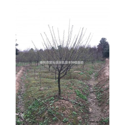 浙江红叶石楠哪里好？红叶石楠球/大规格红叶石楠树