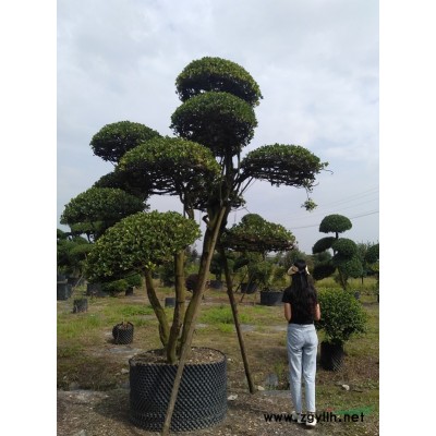 金森女贞小苗,金森女贞价格,成都金森女贞基地