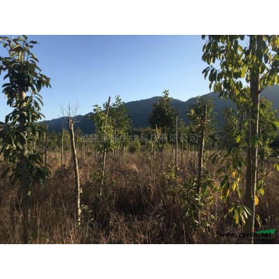 优质特价红叶石楠产地直销