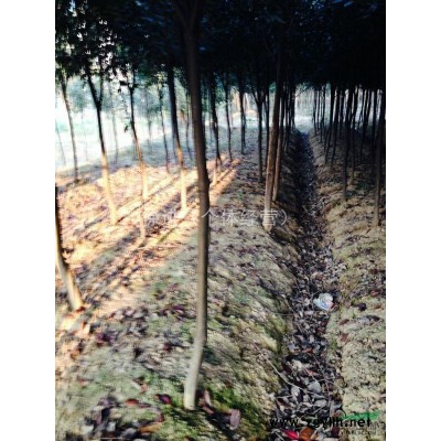 高标准红叶石楠