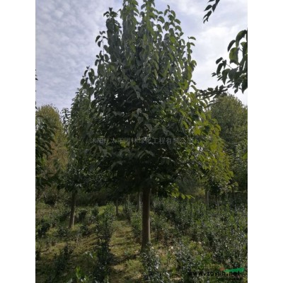 红叶石楠报价/江苏红叶石楠报价