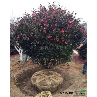浙江红叶石楠球冠300公分介绍