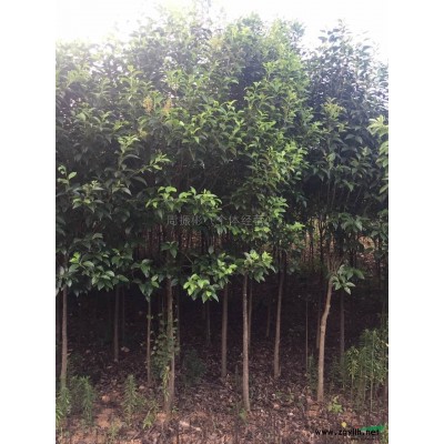 4-6公分红叶石楠树3图片\4-6公分红叶石楠树3报价