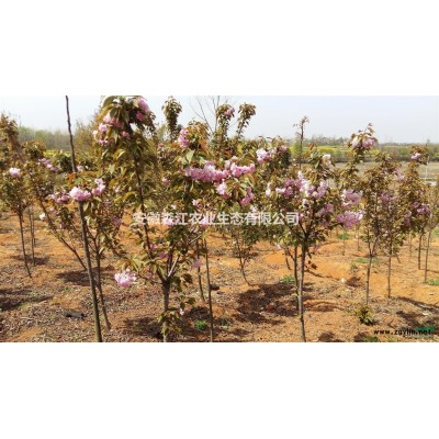 红叶石楠独杆5-8公分  晚樱5-8公分