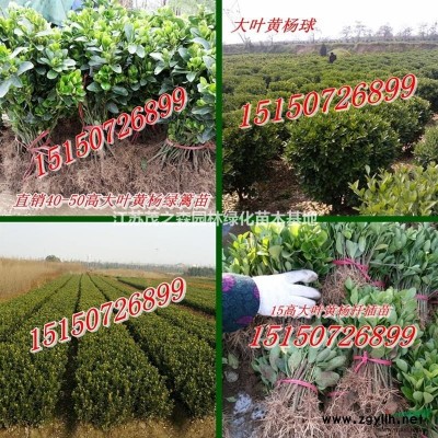 供应红叶石楠色块苗、红叶石楠球、红叶石楠小苗、独杆红叶石楠图3