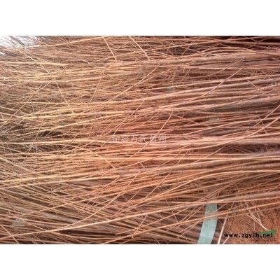 一年生红叶石楠