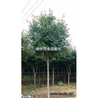 红叶石楠树价格