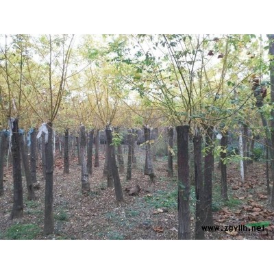 江苏红叶石楠介绍