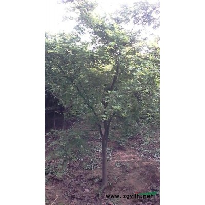 合肥红叶石楠树价格，高杆红叶石楠价格，独杆红叶石楠价格