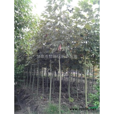 出售独杆红叶石楠，杆径1.5-2cm