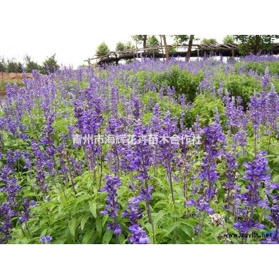 北海道黄杨树，红叶石楠柱子、金边黄杨、水杉基地价格