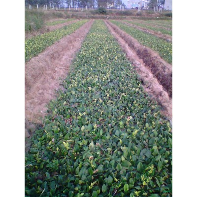 红叶石楠-穴盆苗