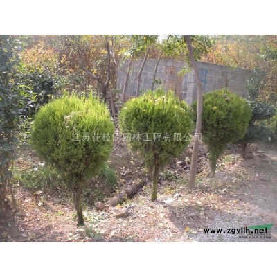 高度2.5-3.5m 红叶石楠柱