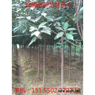 红叶石楠球 公园庭院绿化 色块 绿篱 红叶石楠小苗