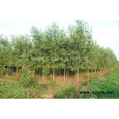 杆状红叶石楠 米径8公分独杆红叶石楠