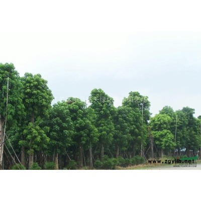 金叶女贞球、大叶黄杨球、小叶女贞球,.红叶石楠球