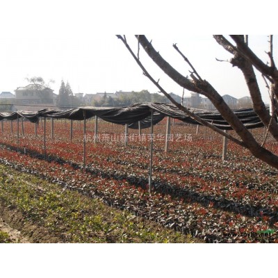 红叶石楠球，P150红叶石楠球，P150红叶石楠球价格