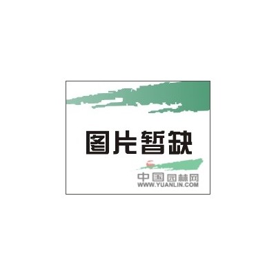 15公分红叶石楠小苗养护*新价格