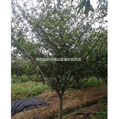 法国冬青大量出售--高度100-300公分