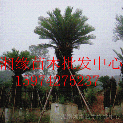 金叶女贞、红花继木、红叶石楠