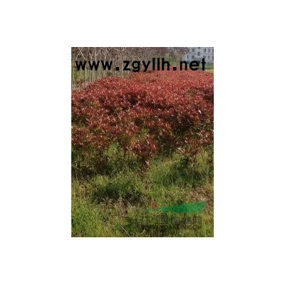 大量低价供应各种规格红叶石楠