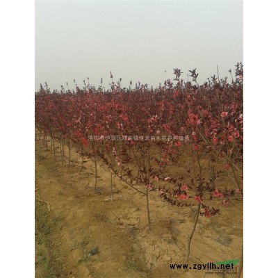 洛阳红叶石楠球价格洛阳红叶石楠球基地 洛阳红叶石楠球