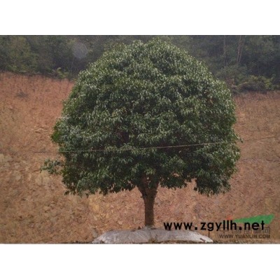 茶花球  海棠球  红桎木球  红叶石楠球 杆优价供应