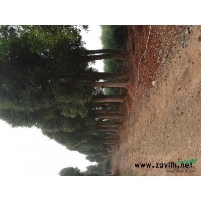 湖南法国冬青信息