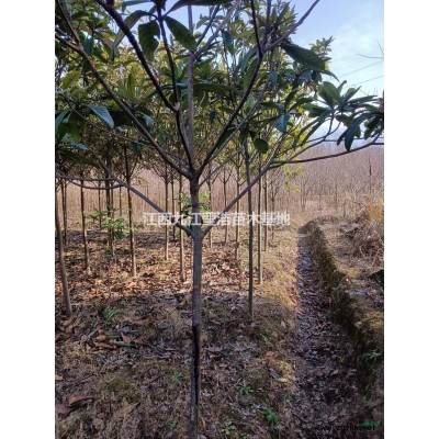 金边黄杨毛球行情报价/金边黄杨毛球图片展示