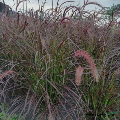 叶色秀丽金边黄杨，多种规格大叶黄杨，量大优惠小叶黄杨包邮寄