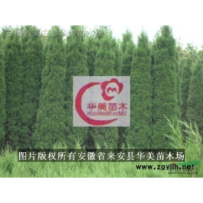 红花继木 金边黄杨