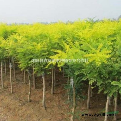 金边黄杨基地 金边黄杨图片